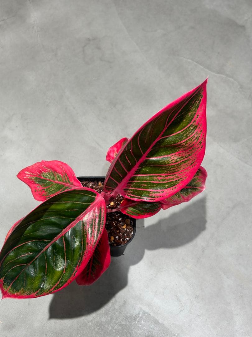 アグラオネマ　リップスティック　カンザ C アグラオネマ リップスティック カンザ 「Aglaonema Lipstick Khanza」