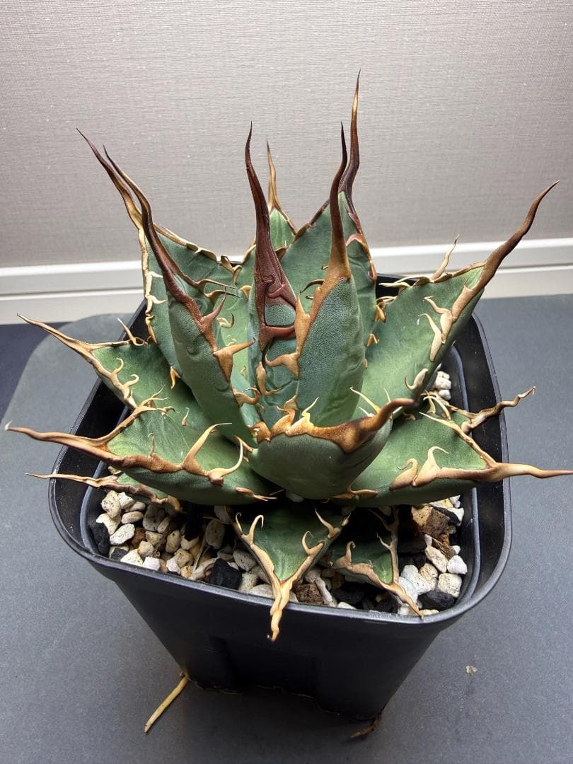 アガベ エボリスピナ × BB （ハイブリッド） 親株 アガベ エボリスピナ