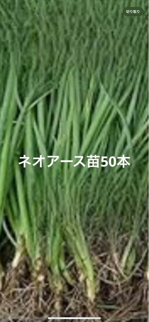 玉ねぎ苗ネオアース苗50本 - メルカリ