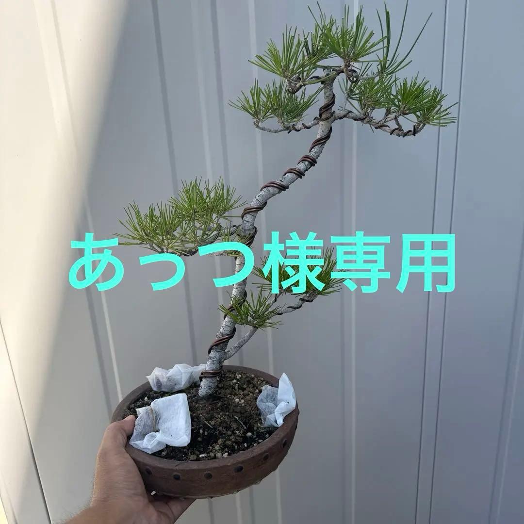 盆栽 黒松 文人木 ☆ENGEI ichioki☆黒松・文人木・中品盆栽☆形良好・見応え充分な一品