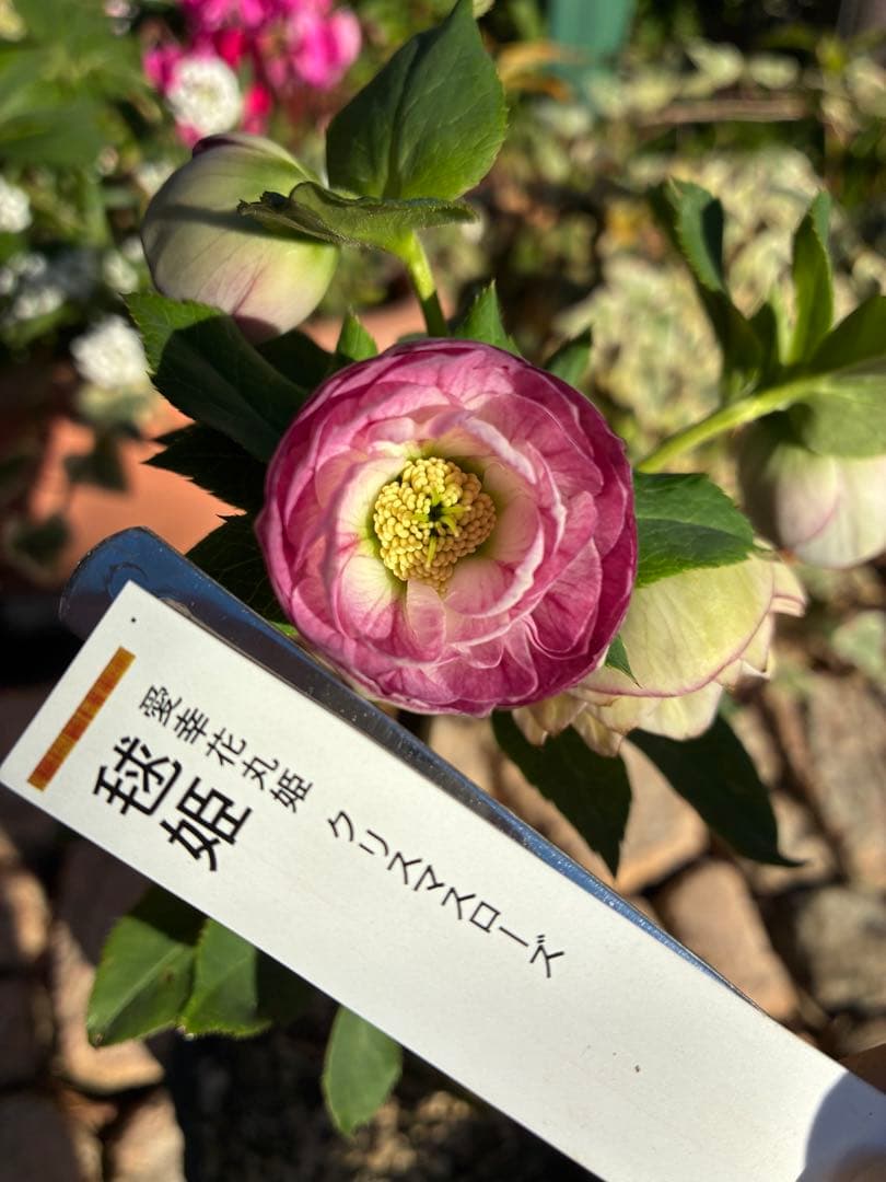 ♡認定♡毬姫　コロコロ咲き ♡認定♡毬姫 コロコロ咲き ♡認定♡毬姫 コロコロ咲き