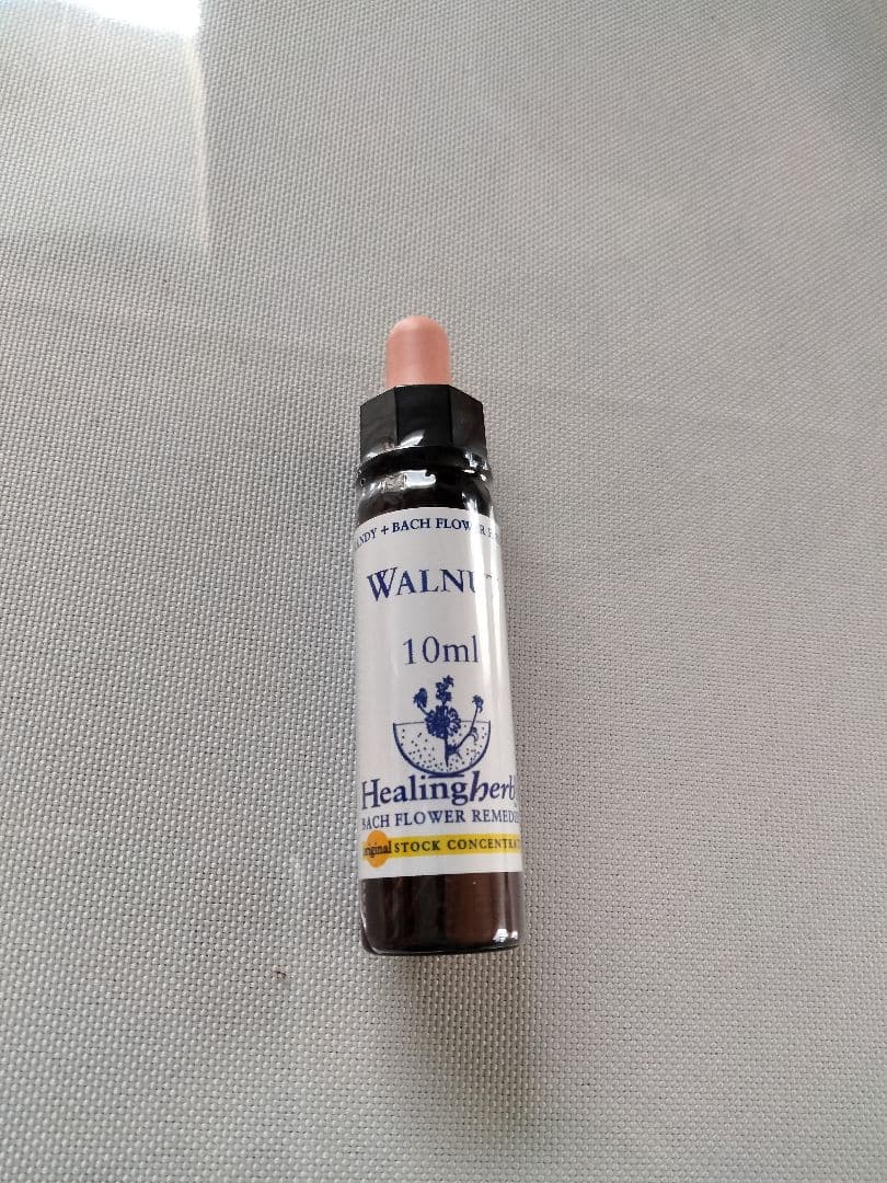 ことり様□ ビーチ ミムラス マスタード スターオブベツレヘム