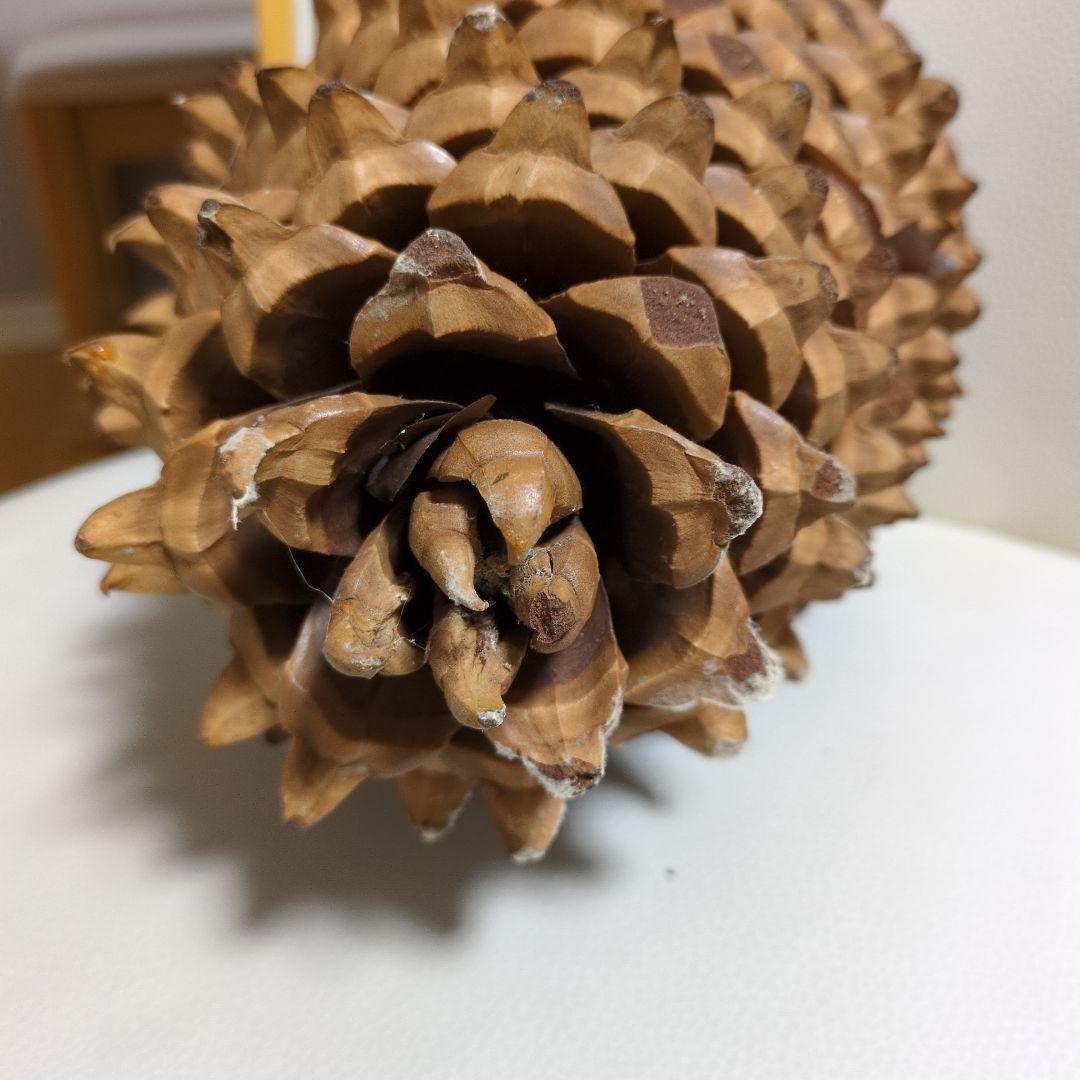 オオミマツ 巨大 松ぼっくり