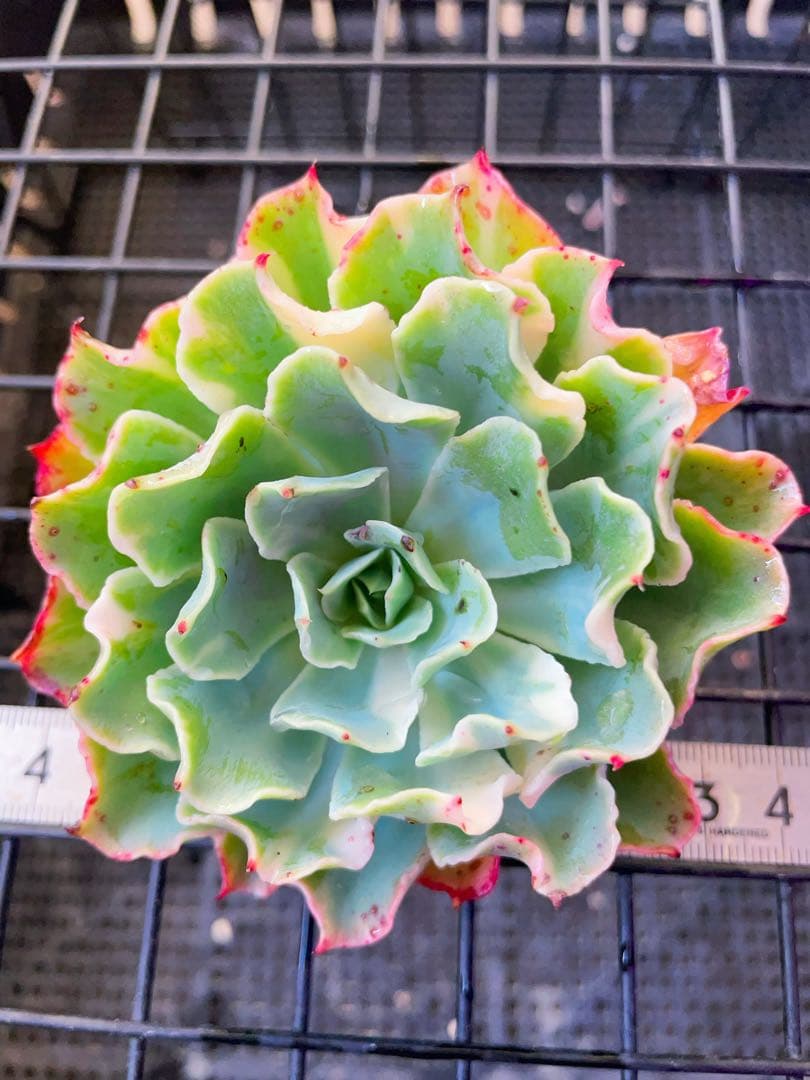 ツナミ錦 ミックス斑 カキコも美斑入り 多肉植物 エケベリア 太め莖