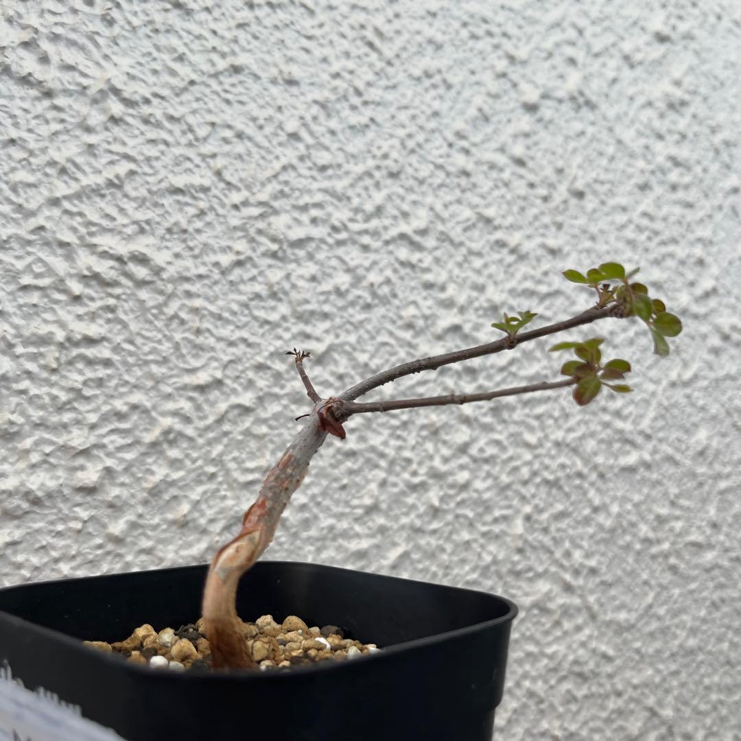 コミフォラ・モンストローサ 実生 - メルカリ