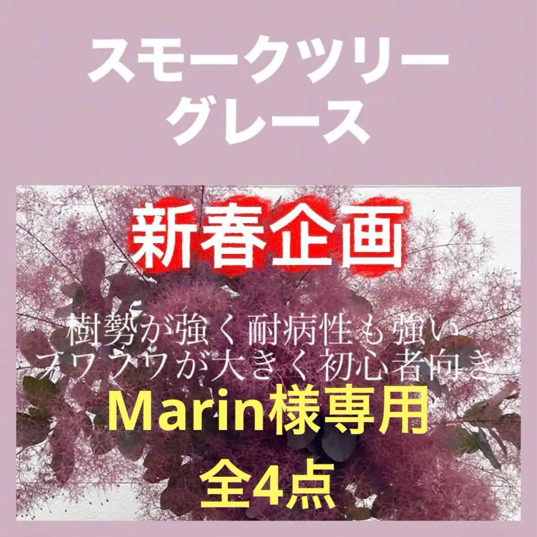 おまとめ 全4点 スモークツリー 苗 苗木 雌株 スモークツリー ダスキーメイデン 【花木苗 4.5号鉢／1個売り