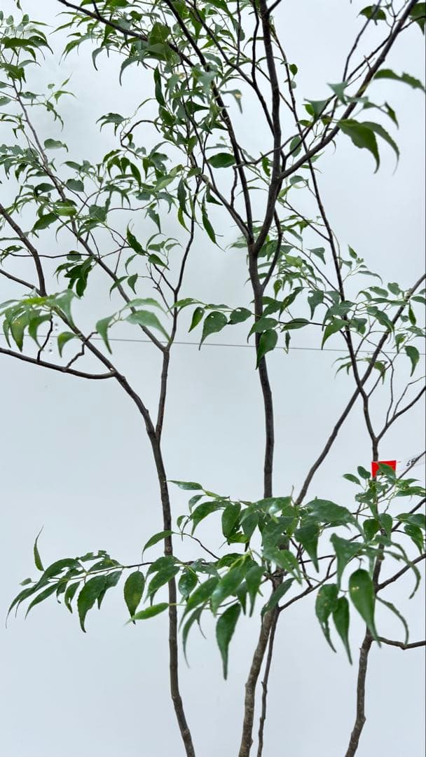 美しい樹形が魅力的 山採り ハイノキ 株立 644 樹高1.5m位