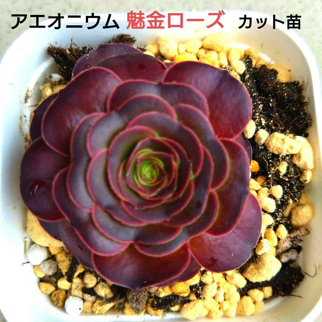 多肉植物 アエオニウム 魅金ローズ カット苗 - メルカリ