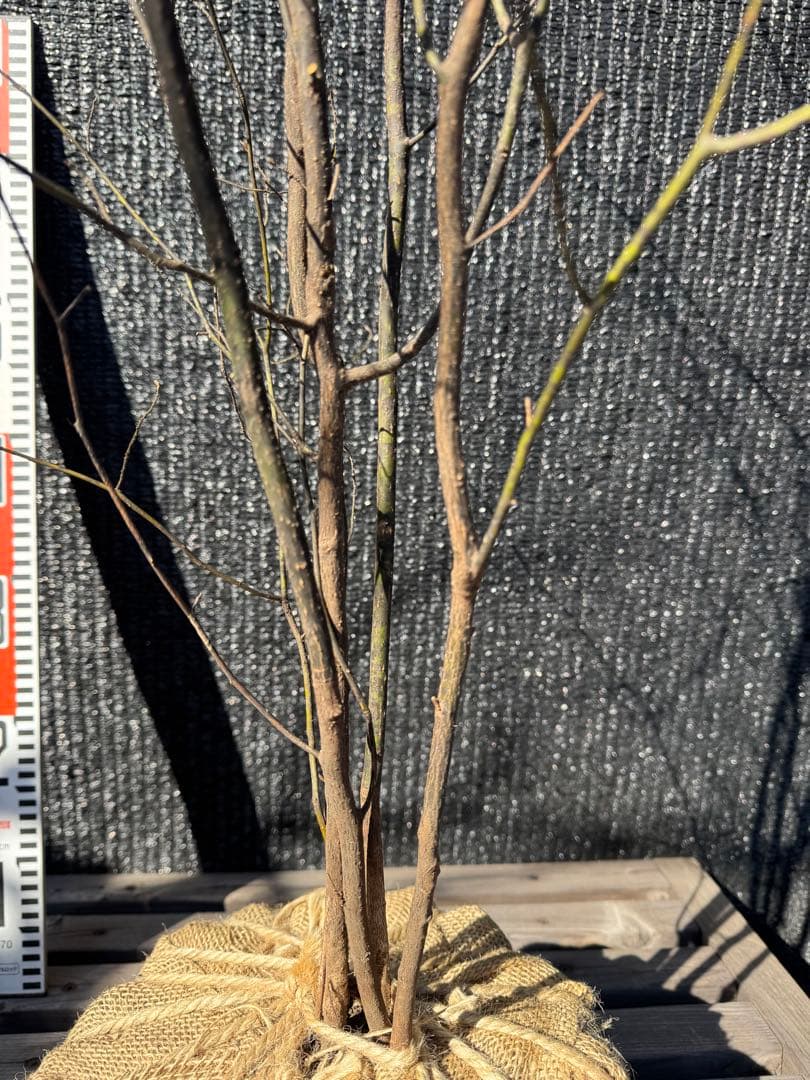 クロモジ 山採り 【品番3535】 - メルカリ