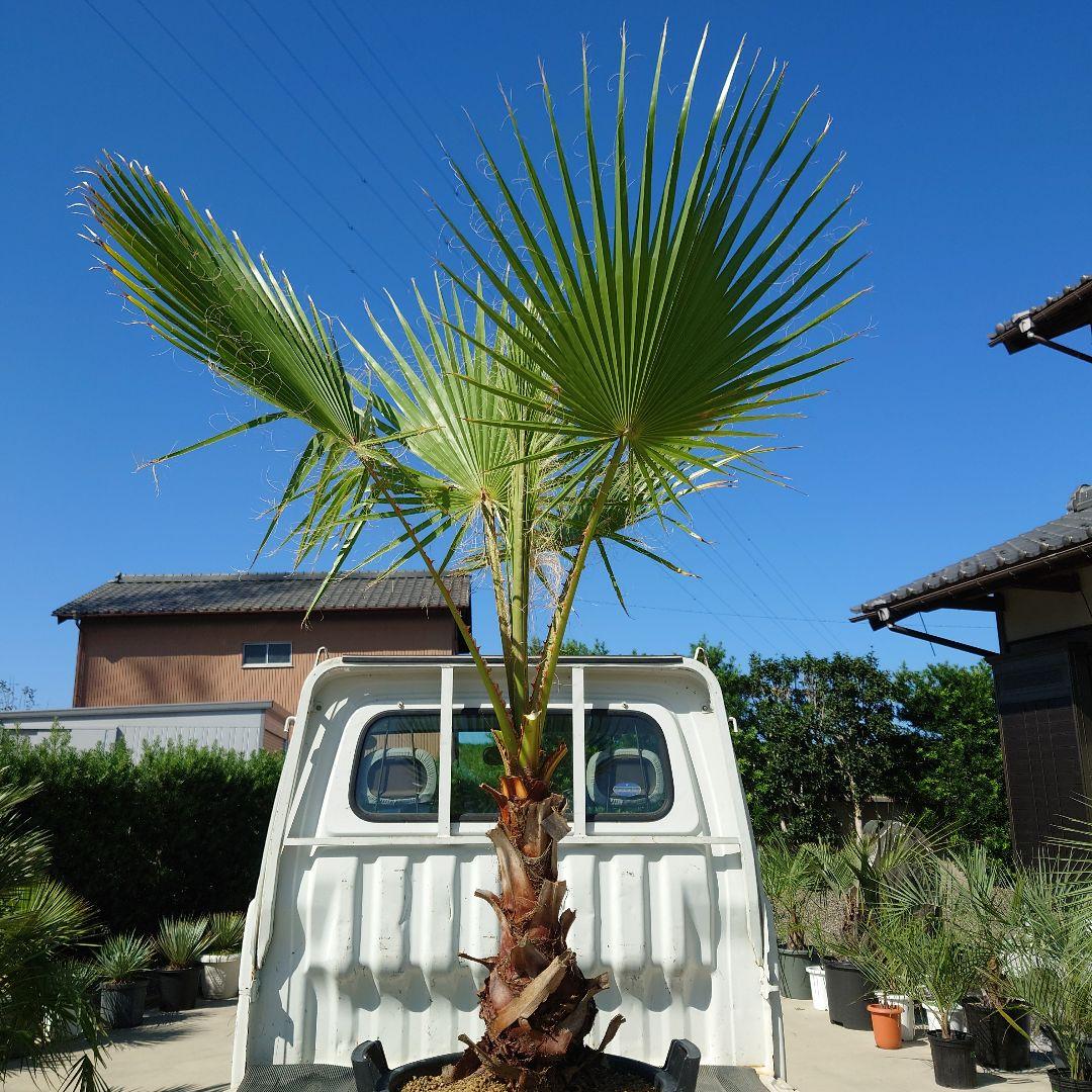 ゆ*ん様 【BFセール】ワシントンヤシ《Lサイズ・H＝約1.7m・13号》191