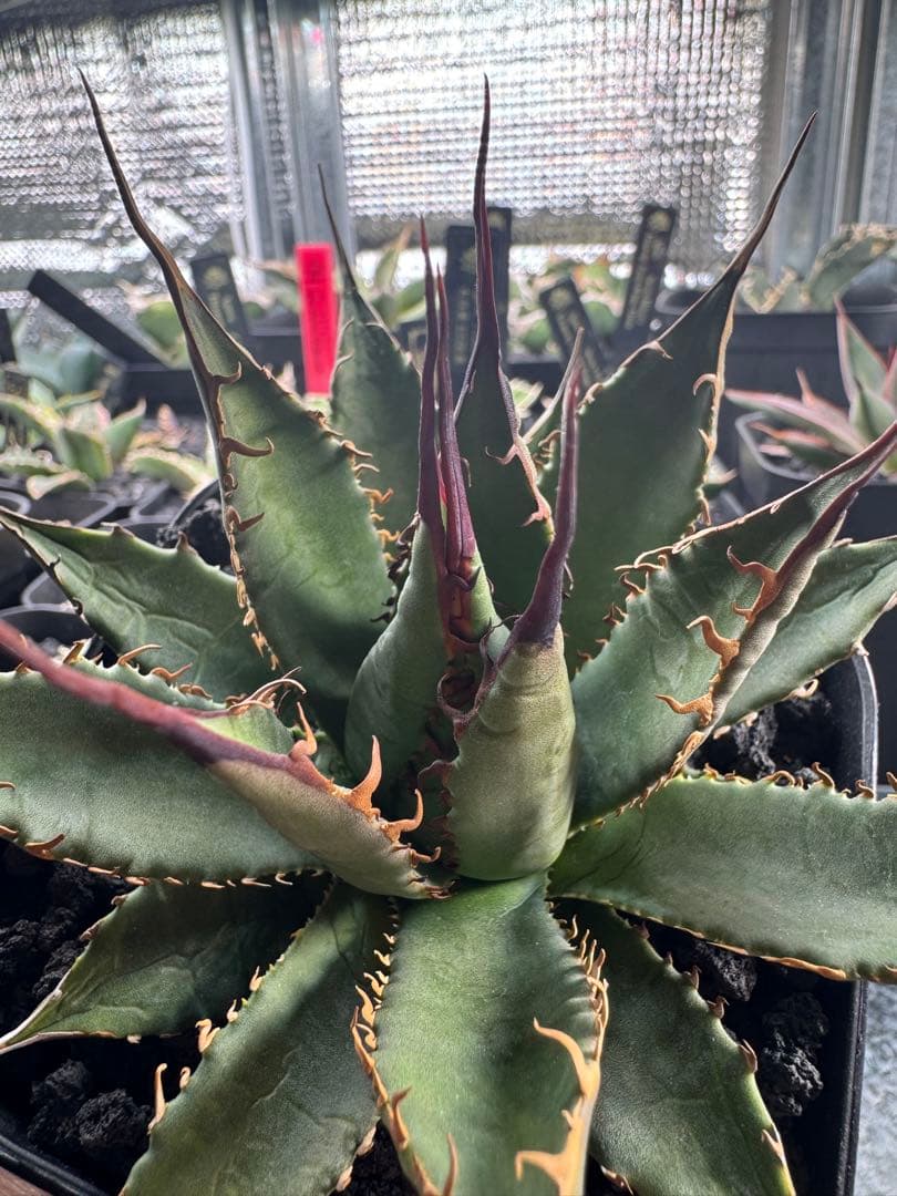 アガベ ハイブリッド 妖炎×霍利達 検）妖姫 妖帝 妖霍利 エボリスピナ