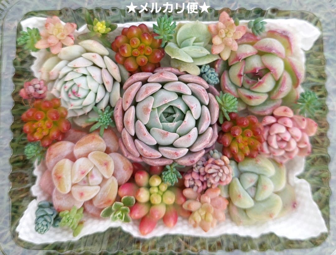 メルカリ便】エケベリア寄せ植え 多肉弁当 レア品種花団錦入り