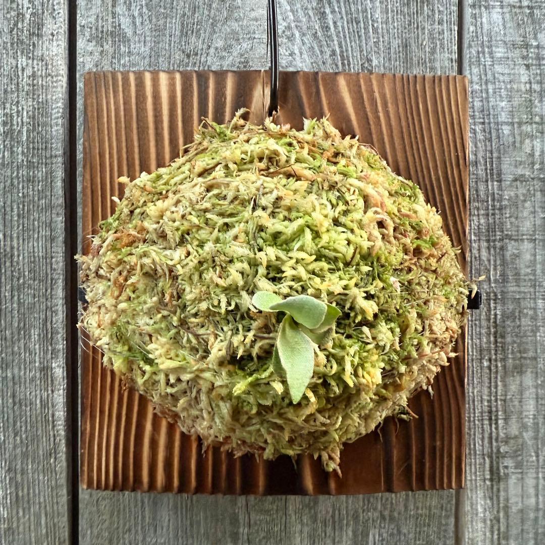 P.Triceratops (三角龍) pup ビカクシダ