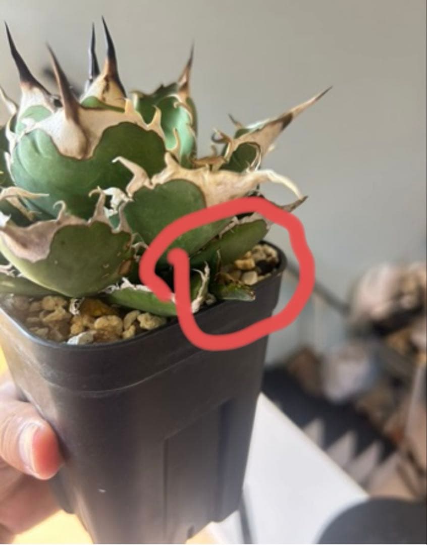 アガベ wp02 オアハカ 子株