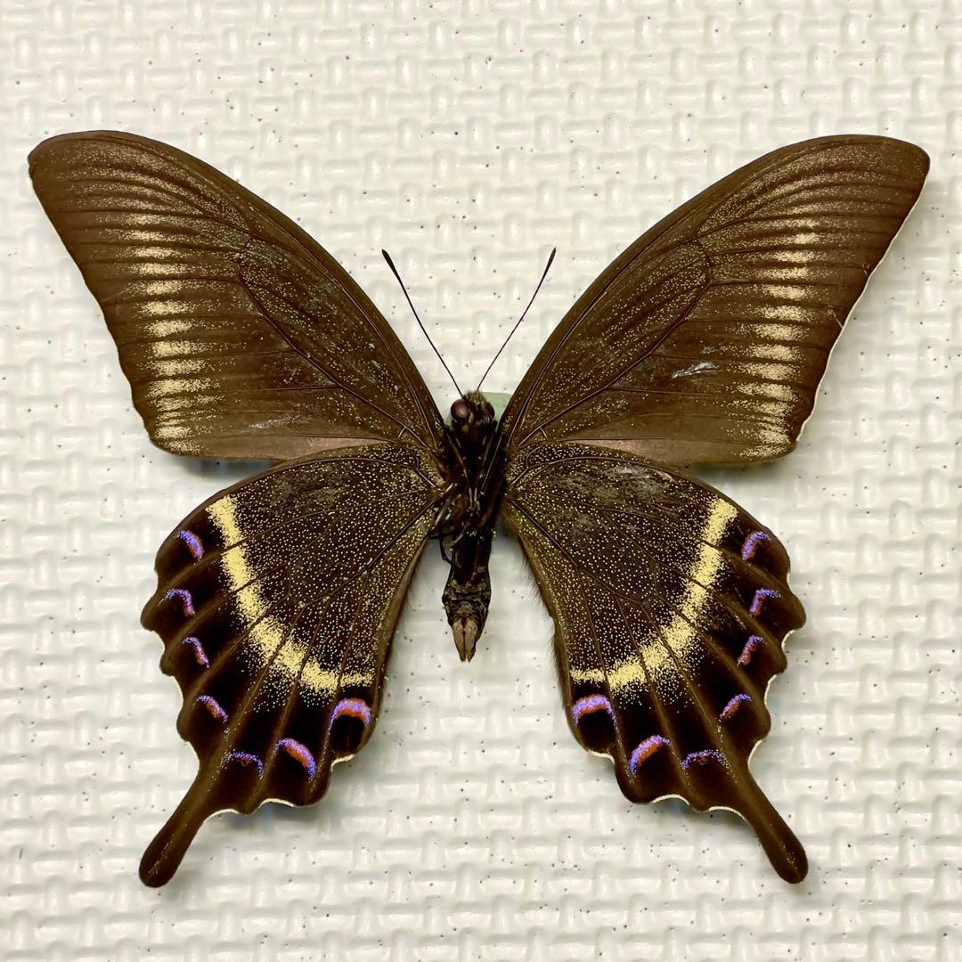 蝶標本 美麗ミヤマカラスアゲハ夏型♂♀ 北海道産 採集品良品