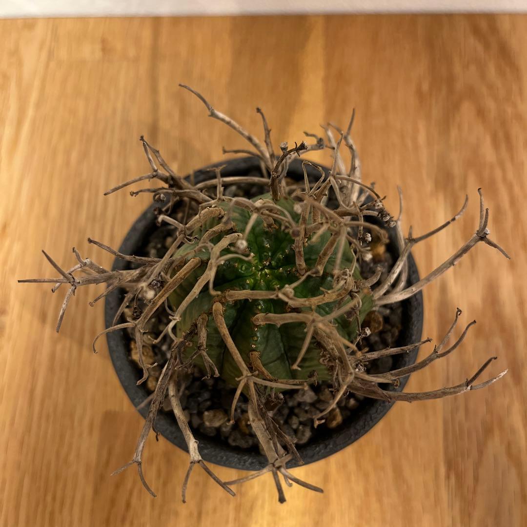 メルカリ便発送☆多肉植物 アロエ属 プラテンシス(実生選抜S4のカキコ