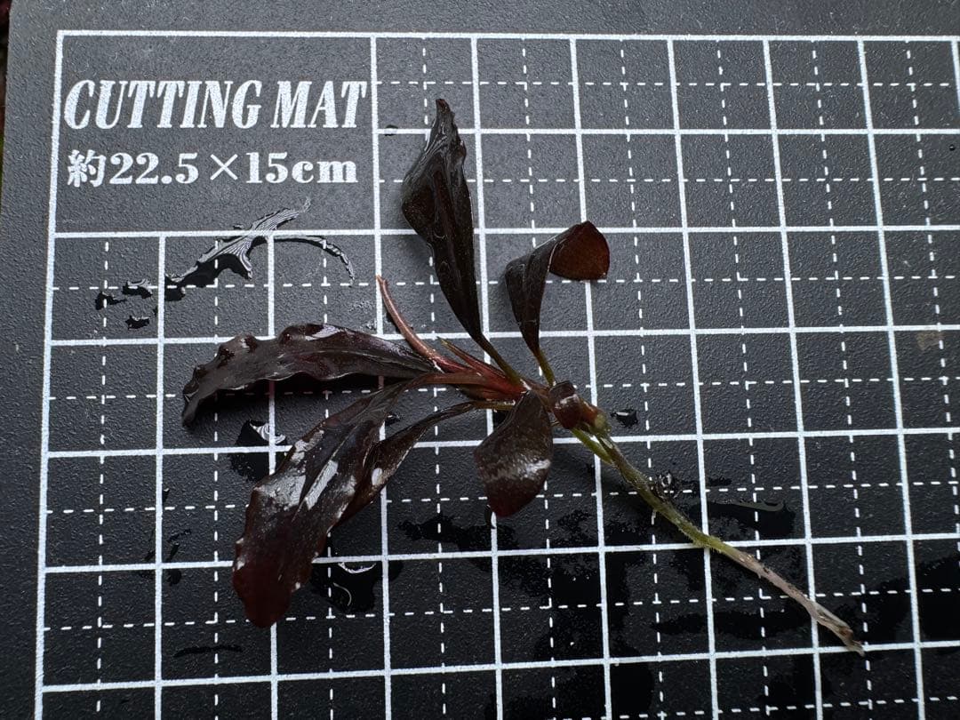 Bucephalandra sp.Ghost kalimantan - メルカリ