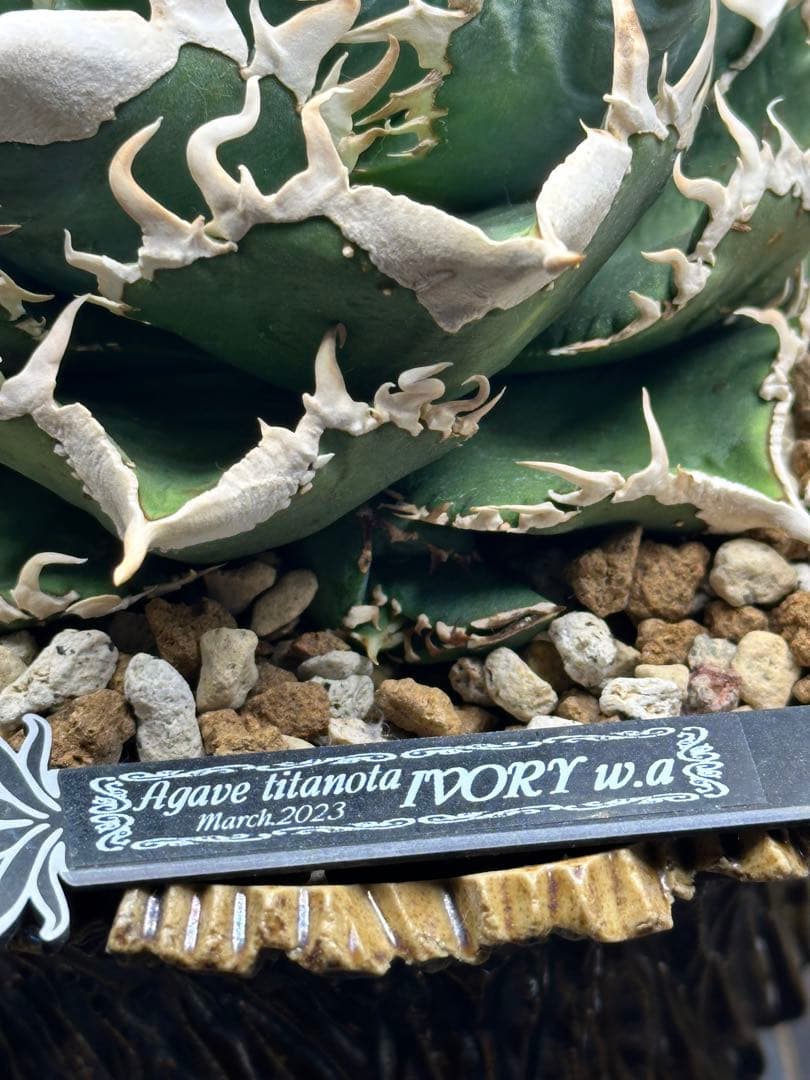 アガベ チタノタ IVORY w.a 子株 - メルカリ