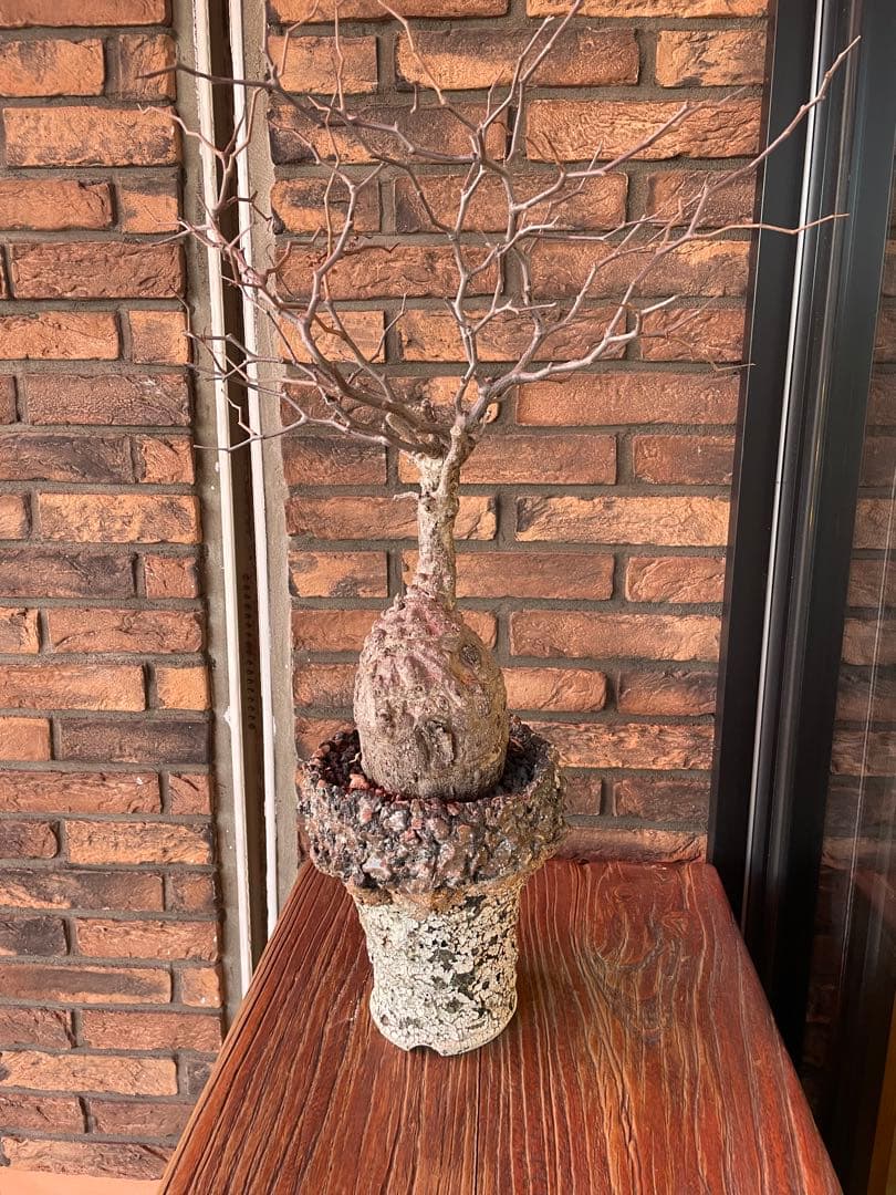 オペルクリカリア　パキプス　阪本健