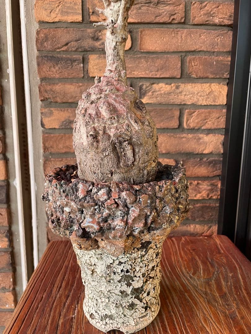 オペルクリカリア　パキプス　阪本健