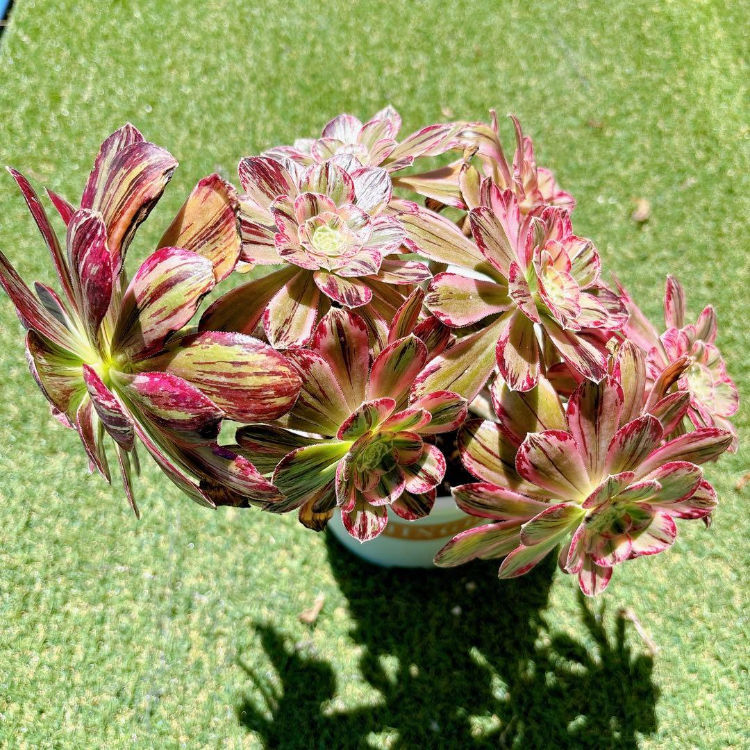 多肉植物 アエオニウム アエオニウム属 V錦 群生 鉢のまま発送 - メルカリ