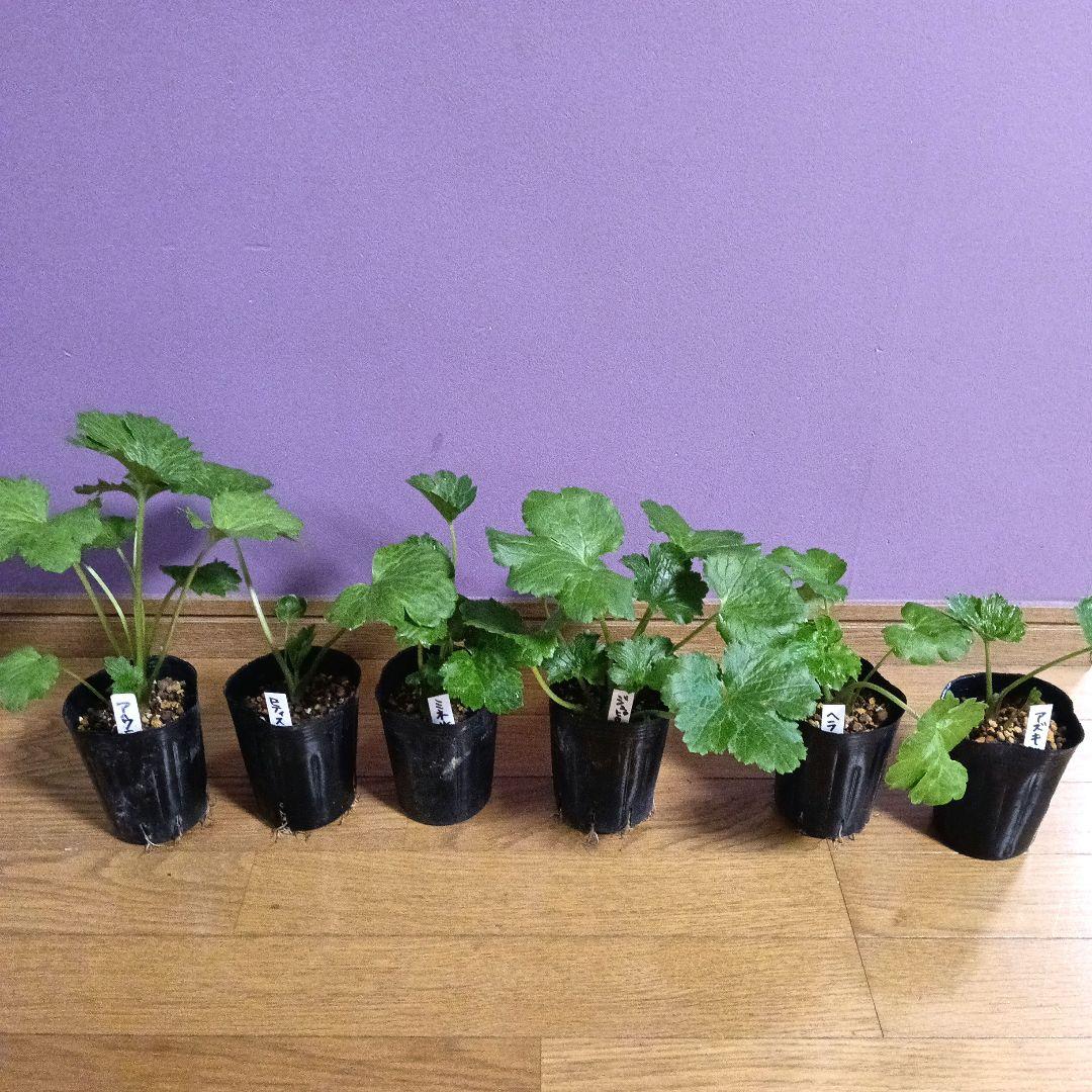 ボリビアンマンゴスチン アチャチャイル 実生5年の通販｜coupongo.ca