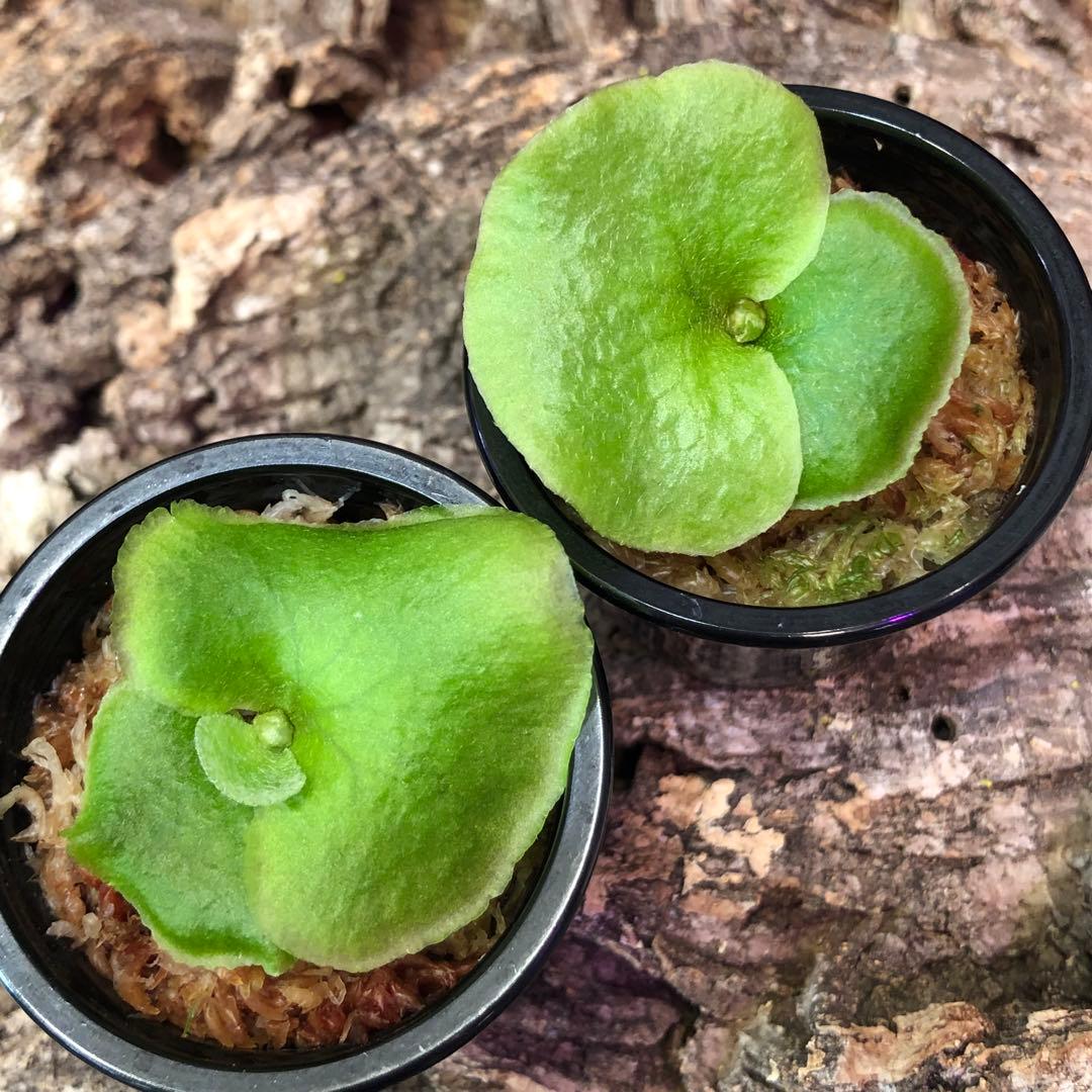 ビカクシダ ridleyi dwarf silver リドレイ シルバー 2株 - メルカリ