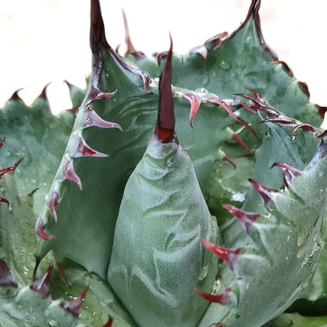 アガベ ハイブリッド パライシ （パラサナ×イシスメンシス）子株