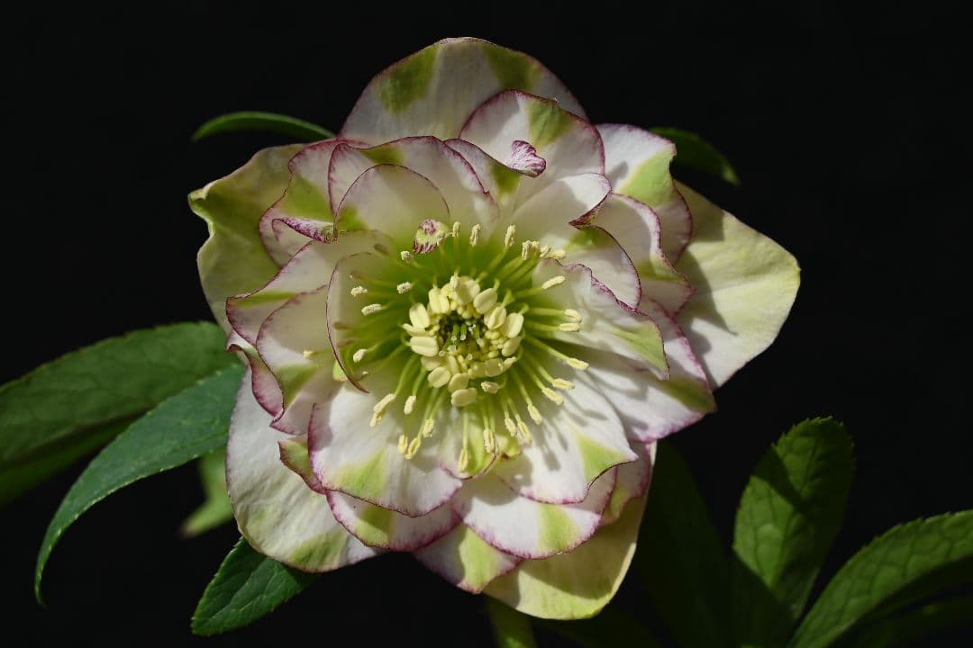 クリスマスローズ　ddホワイトグリーンリップピコティ　加藤農園 クリスマスローズ ddホワイトグリーンリップピコティ 加藤農園