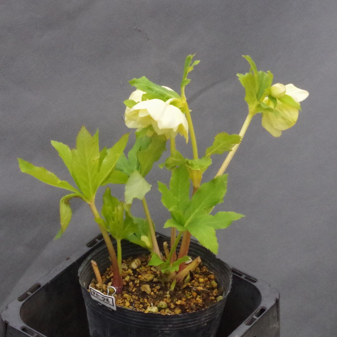 専用 7578 認定！かぐや姫 クリスマスローズ開花 加藤農園 - メルカリ