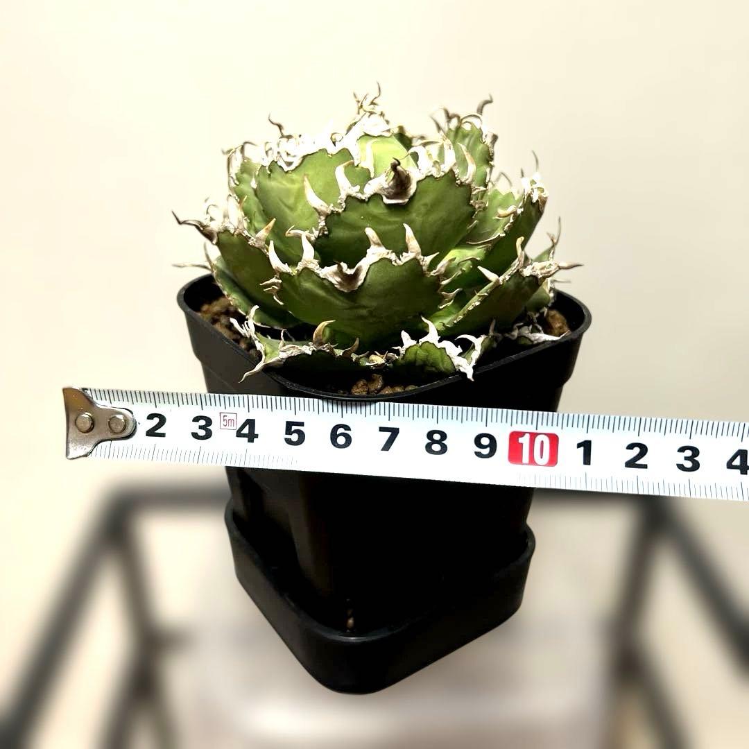 アガベ 鉢植発送 フィリグリー 極上血統 超特選株 コレクション株