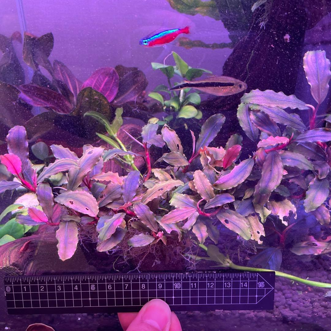 Bucephalandra sp. Melawi Blue