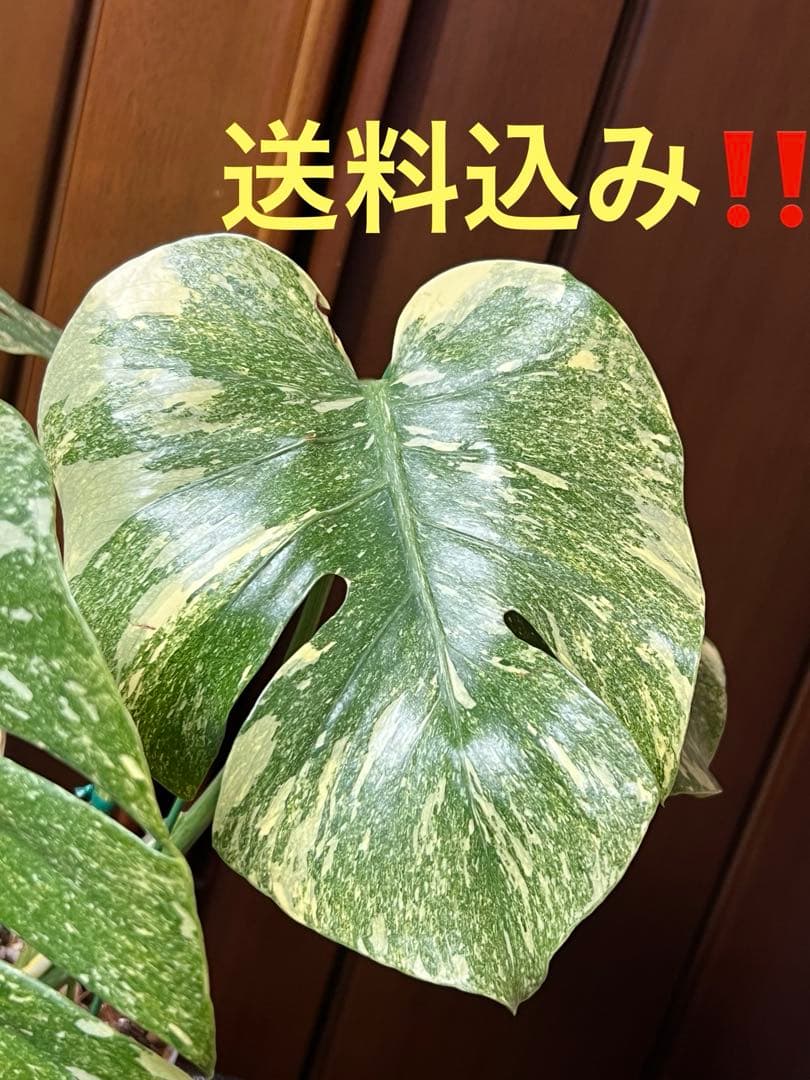 斑入りモンステラデリショーサダイアモンドレガシー - メルカリ