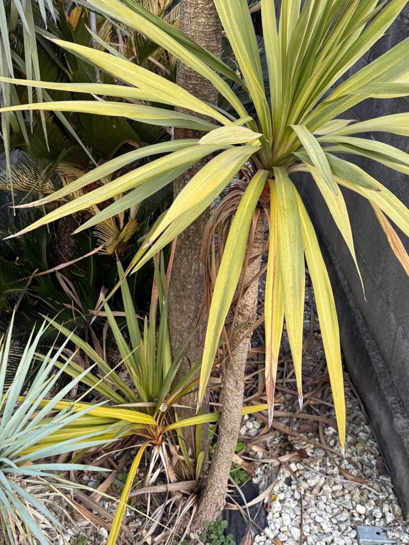 ドラセナ ニオイシュロラン - メルカリ