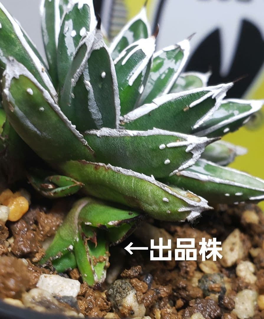 アガベ 名峰富士 仔株【希少 選抜】検索 ロウルサンコ 姫笹の雪 極姫