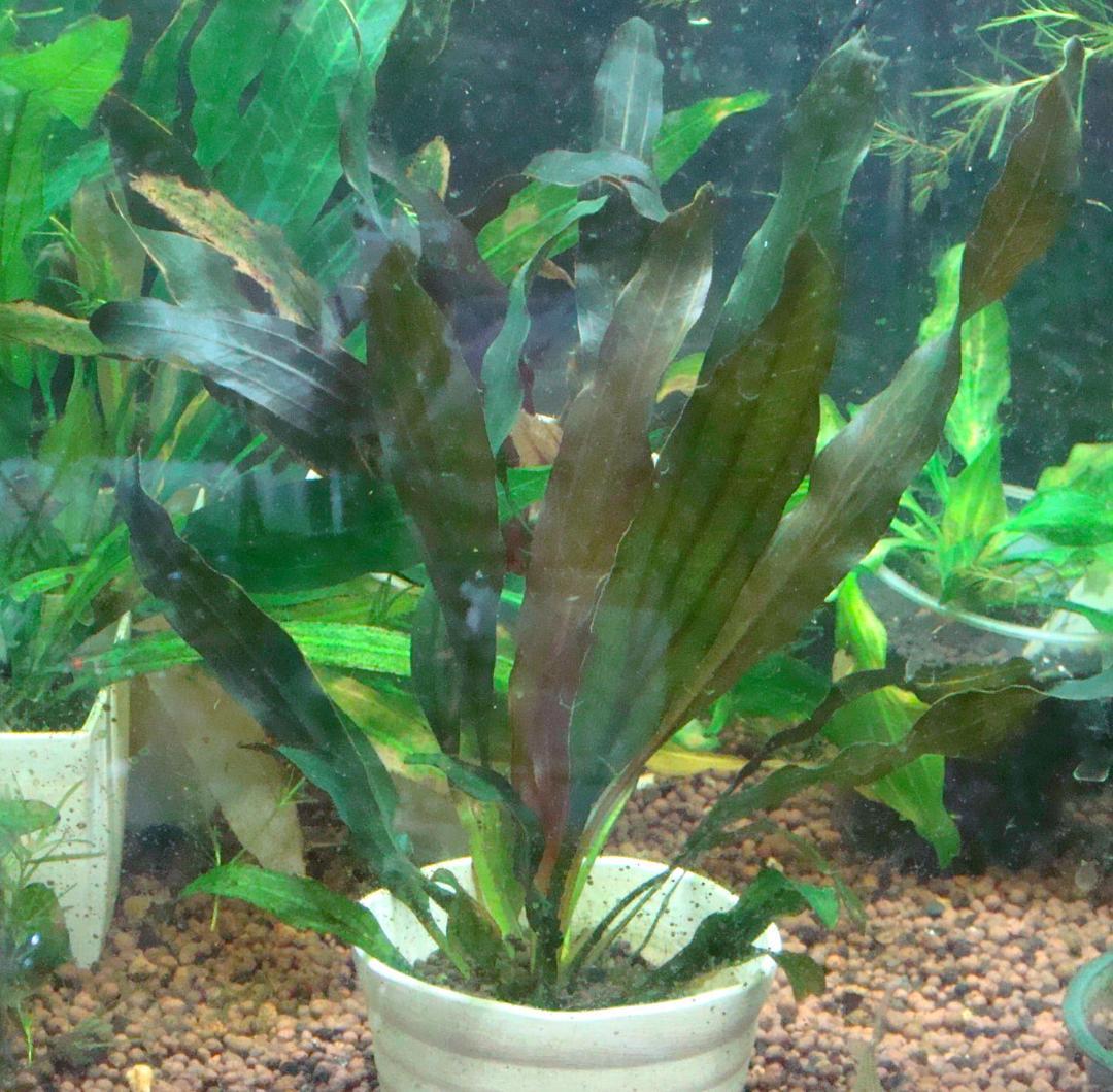 エキノドルス ホレマニー スーパーレッド - メルカリ