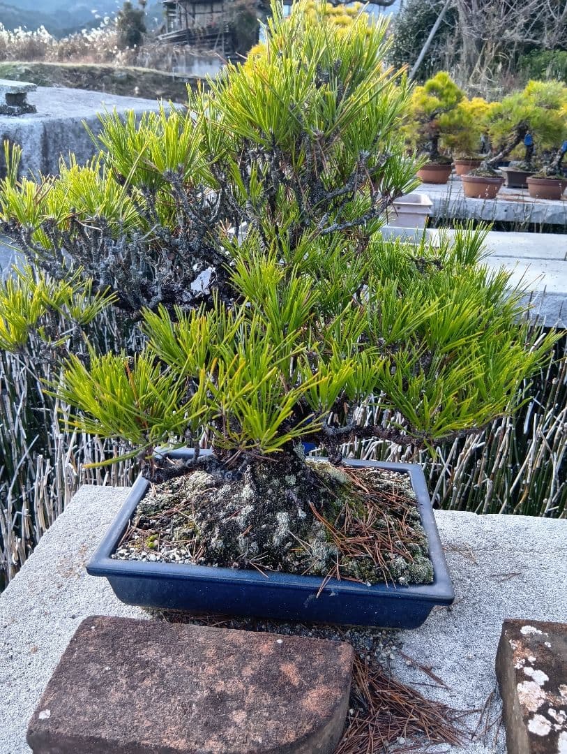 黒松（実生から40年以上）