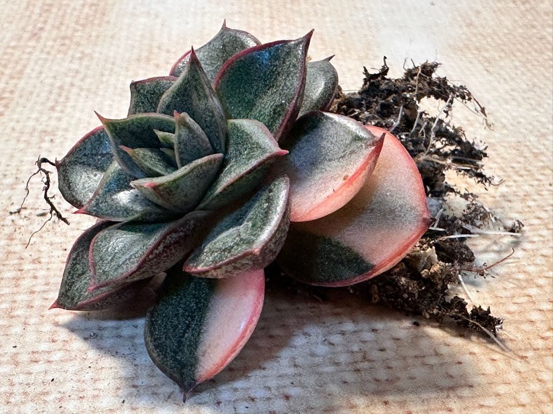 n647 新入荷 麒麟座錦 エケベリア 多肉植物 撮影2月22日 - メルカリ