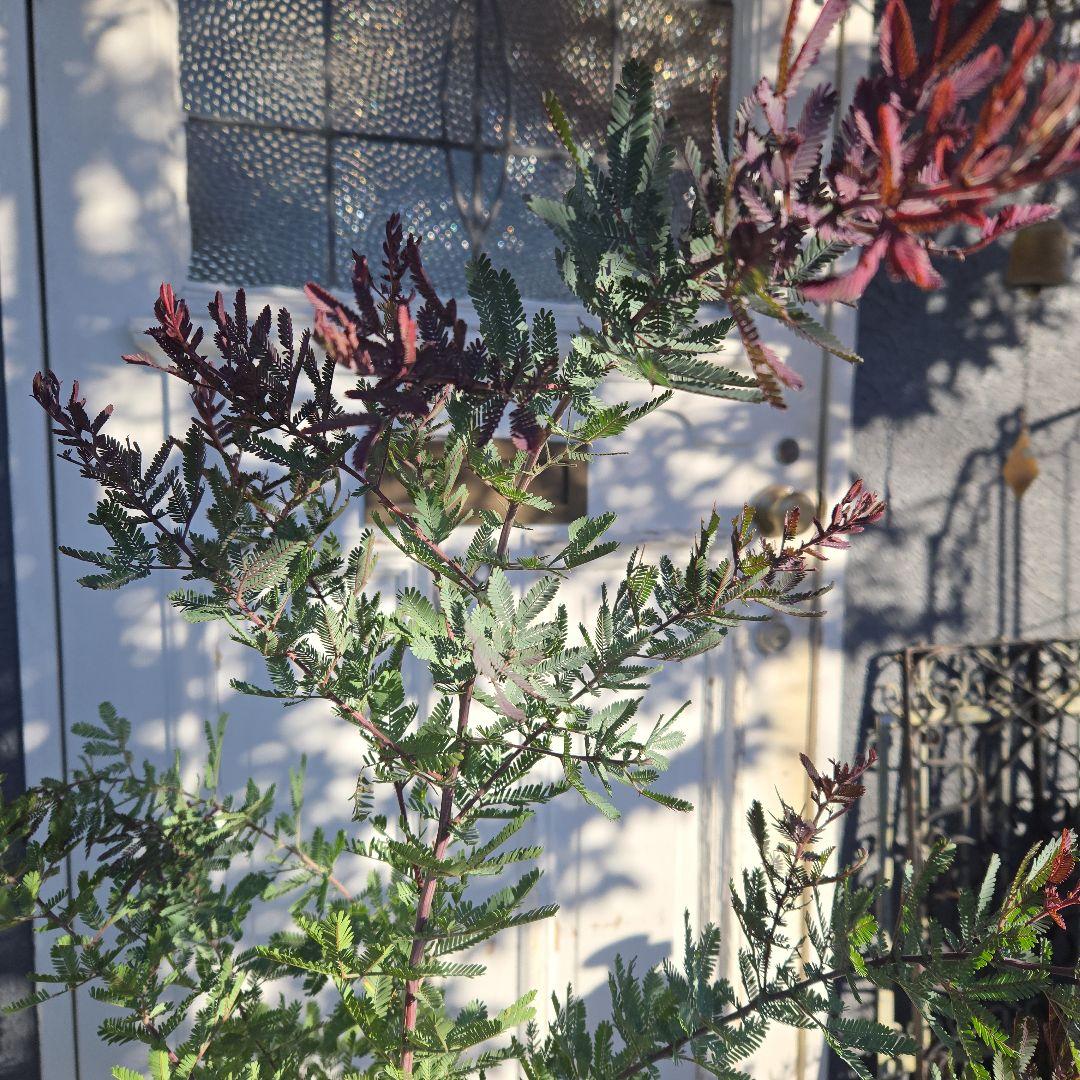 ② アカシア プルプレア 「銀葉アカシア」 7号特大苗木最高等級