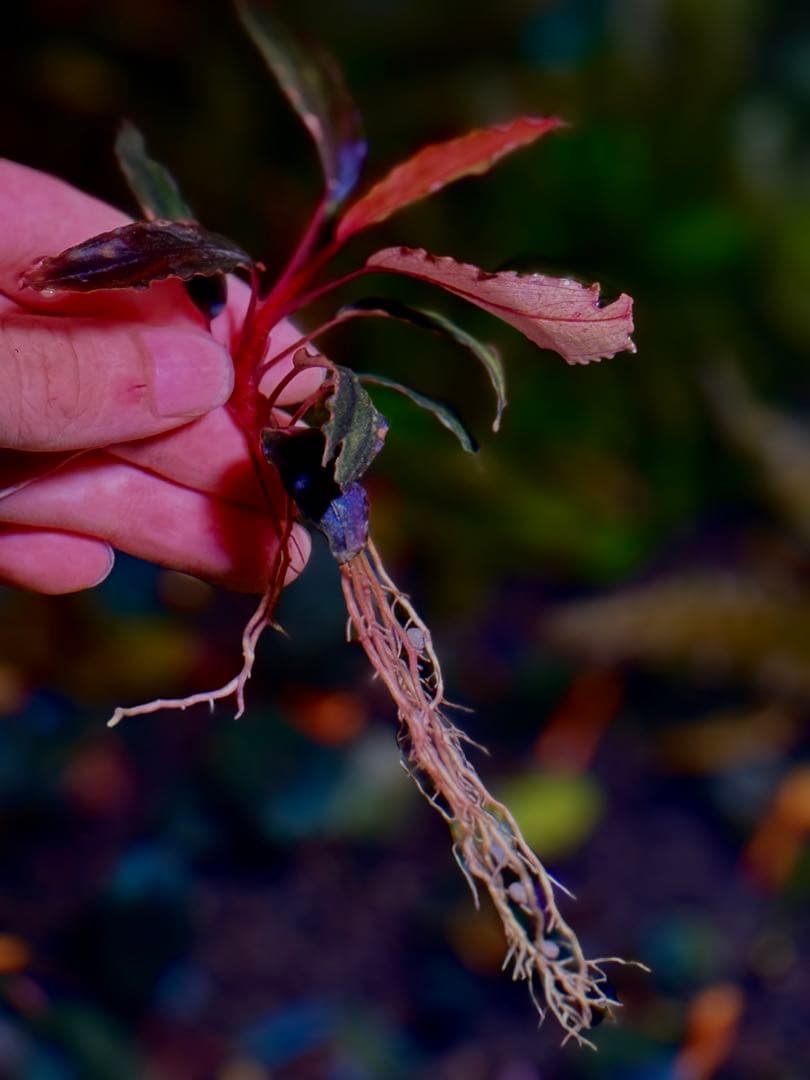 ブセファランドラ・シベルパウ フォロー、割引、送料無料。 - メルカリ