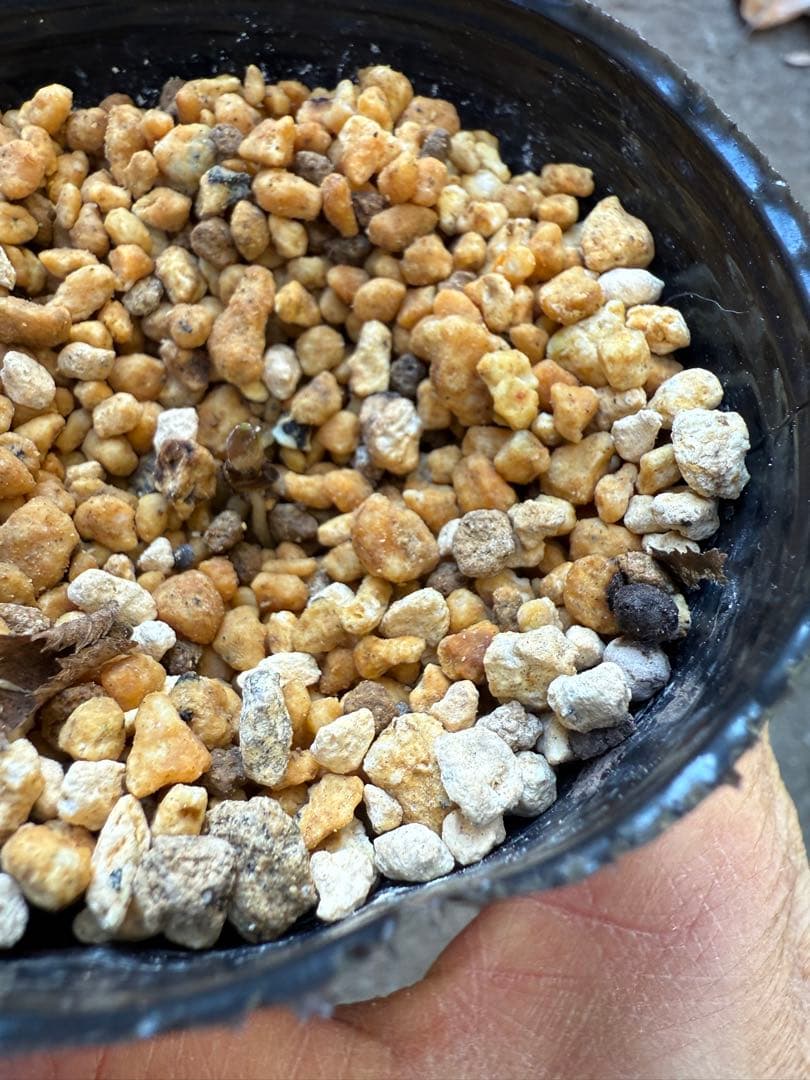 ☆チベタヌス4年苗 ☆ベインが濃く美しい太白山種☆クリスマスローズ