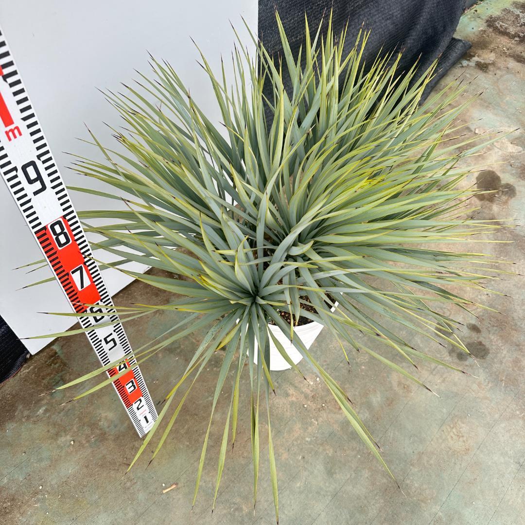 ユッカ ロストラータ【27-050】7頭株