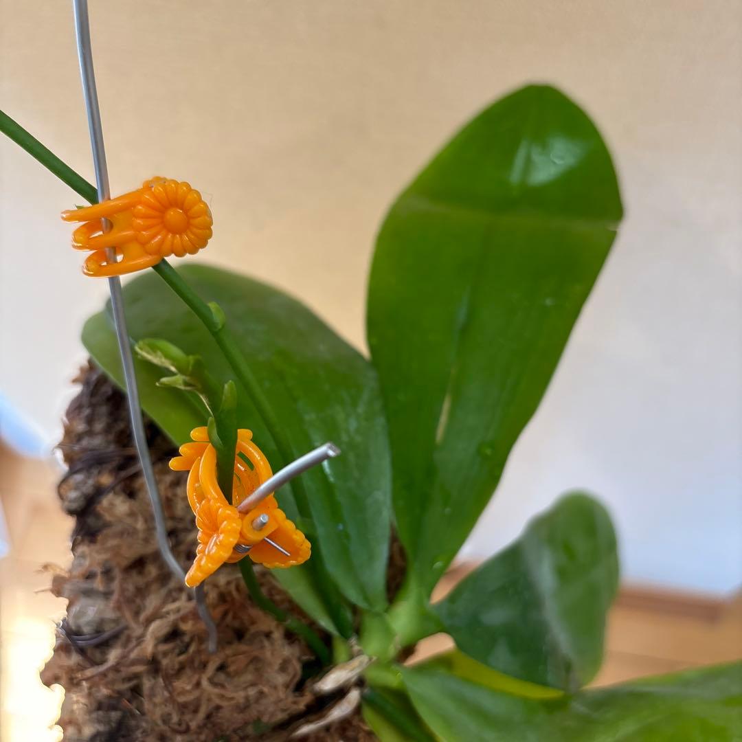 優良株（ステム3本中2本蕾有）‼️胡蝶蘭原種 テトラピス