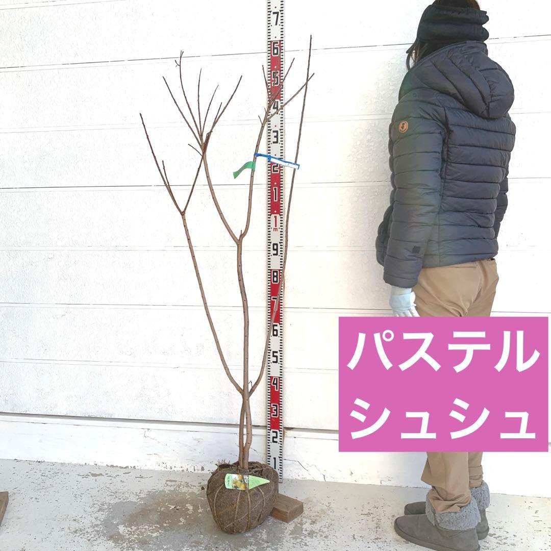 スモークツリー　パステルシュシュ　雌株　煙の木　苗木　花木　55 スモークツリー・パステルシュシュ 9cmポット苗 - Web-Garden 花光園