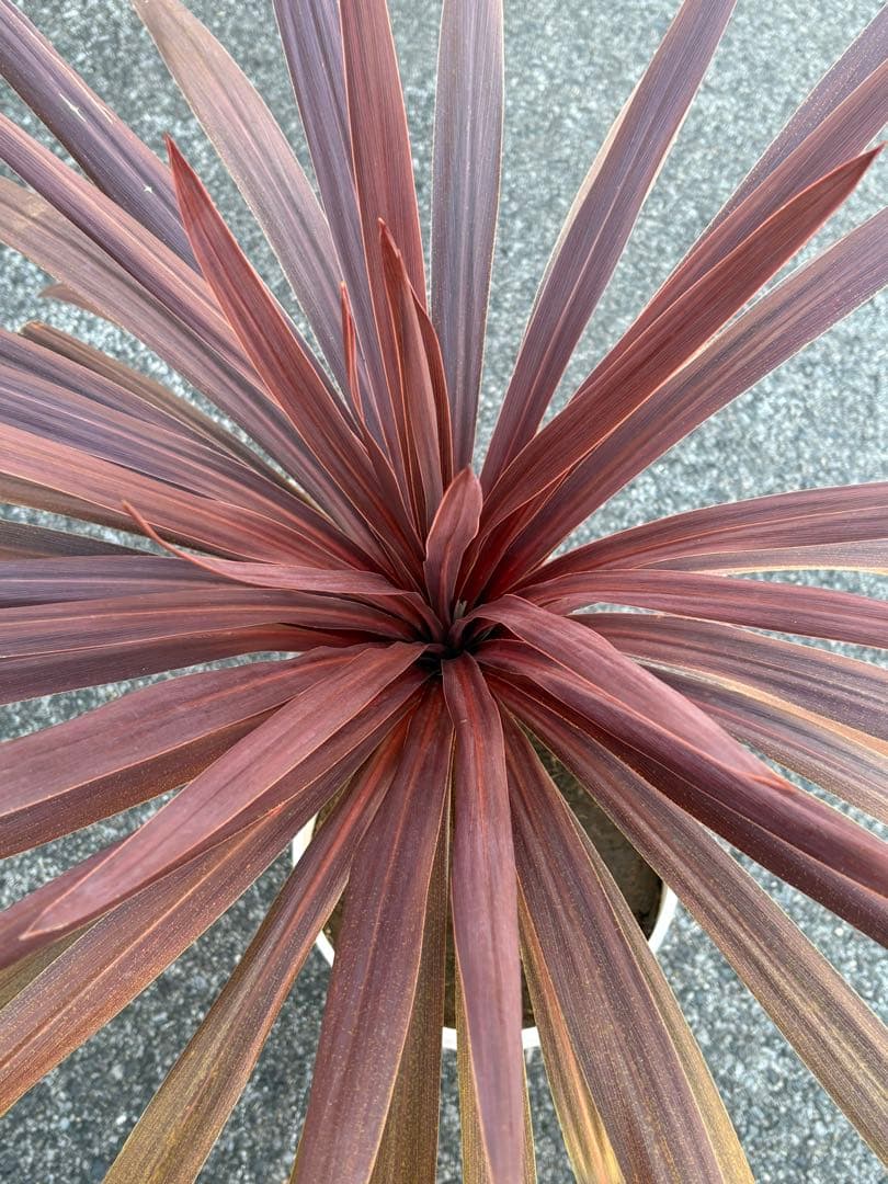 レッドスター　赤ドラセナ　引き取り限定 レッドスター 赤ドラセナ 引き取り限定