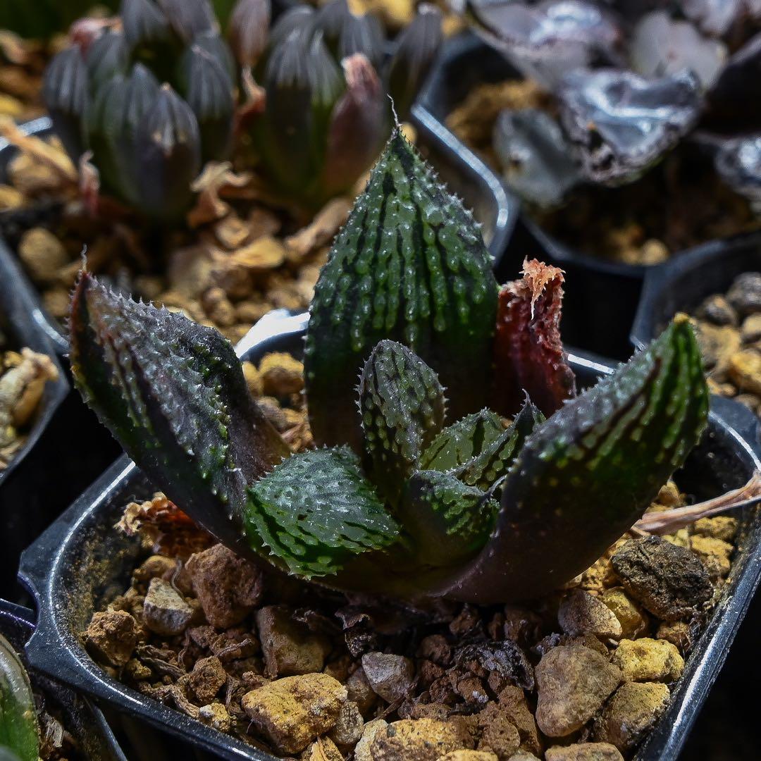 ハオルチア 闇の森 - メルカリ