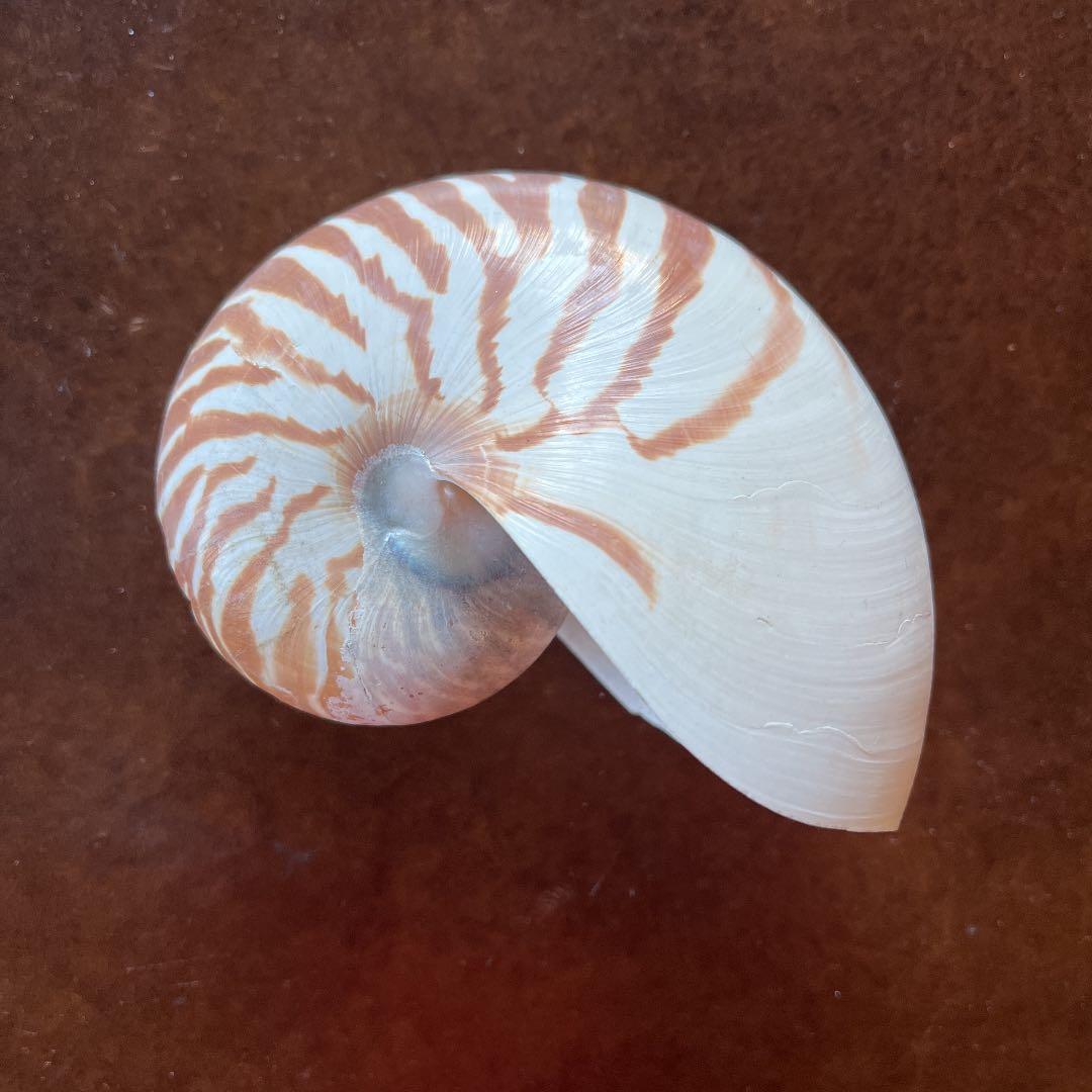 オウムガイ オウム貝 貝殻 本物 インテリア 雑貨 - メルカリ