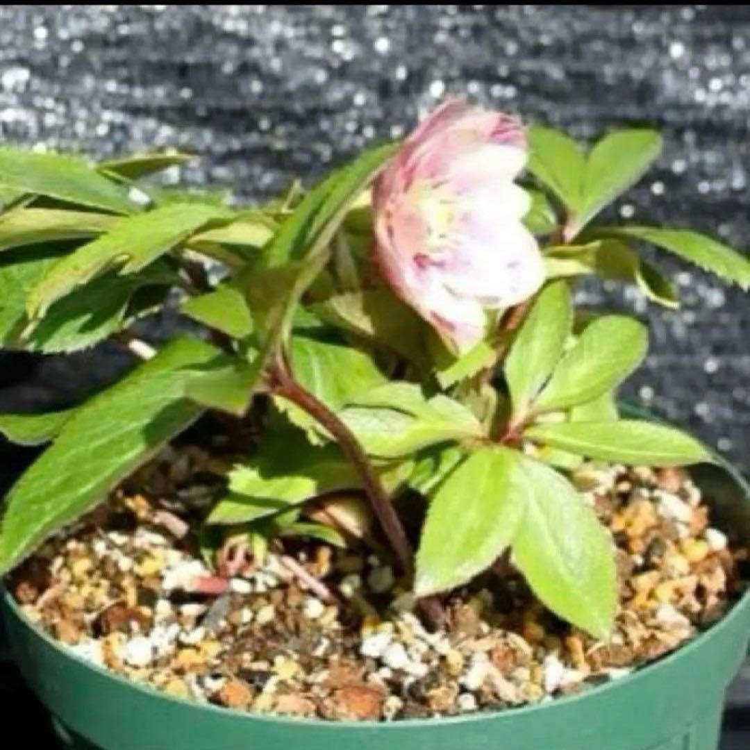 ば*な様 ☘️ラスト2☘️超希少☘️根充実❤️沢山新芽❤️807【イリュージョン