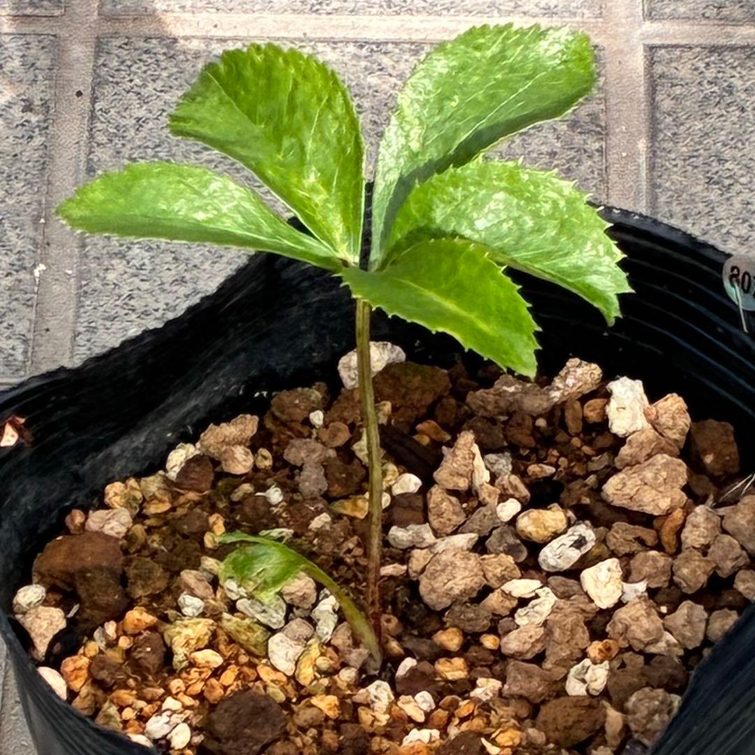 ば*な様 ☘️ラスト2☘️超希少☘️根充実❤️沢山新芽❤️807【イリュージョン