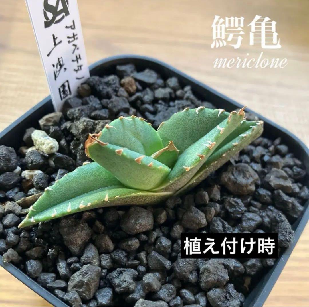 クリスマスセール】♯32 選抜 特大 ぶつぶつ アガベ 鰐亀 TC